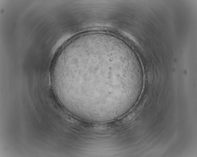X0000076231267200610191549