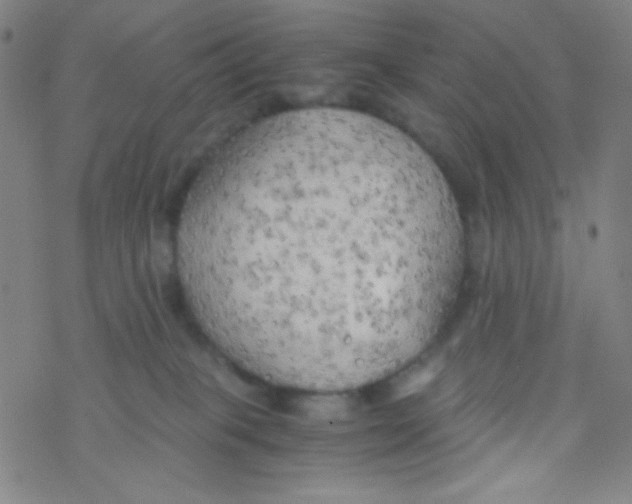 X0000076230085200610261901