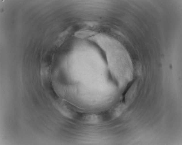 X0000076230276200610261858