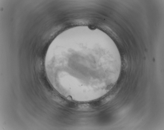 X0000076230355200610261856