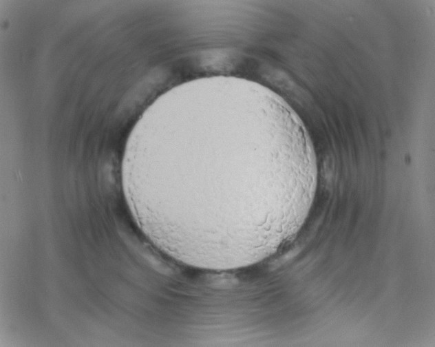 X0000076230424200610261855