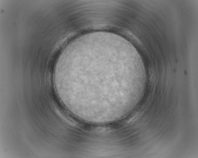 X0000076230542200610261853