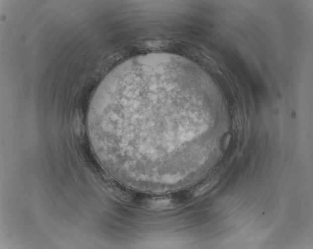 X0000076230651200610261851