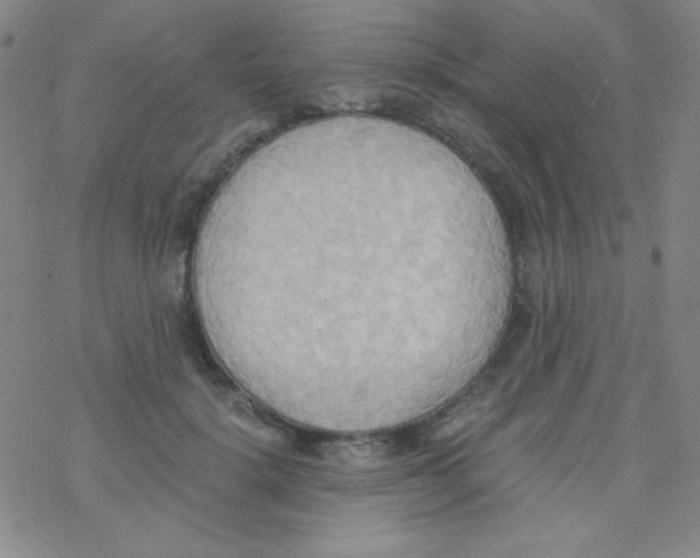 X0000076230652200610261851