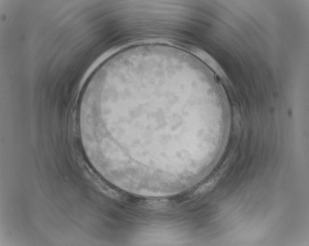 X0000076231052200610261845