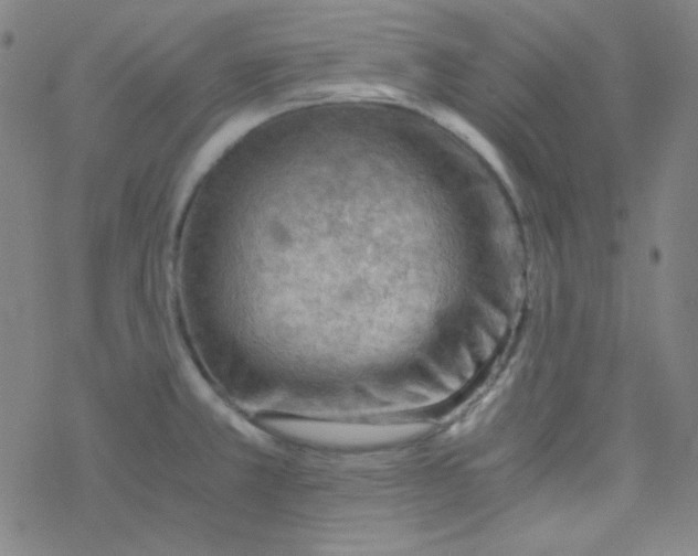 X0000076231381200610261839