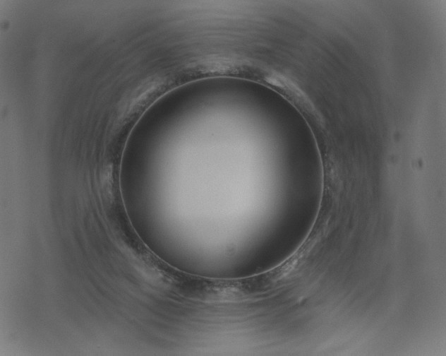 X0000076240066200610051205