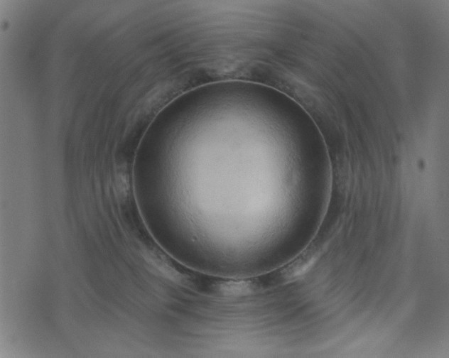 X0000076240085200610051206