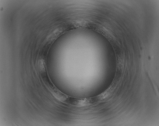 X0000076240130200610051205