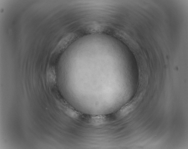 X0000076240240200610051203