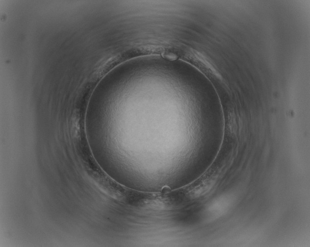 X0000076240259200610051202