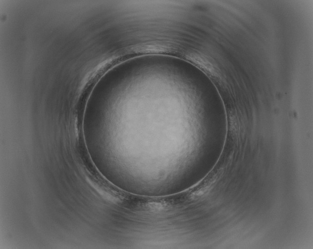 X0000076240302200610051202