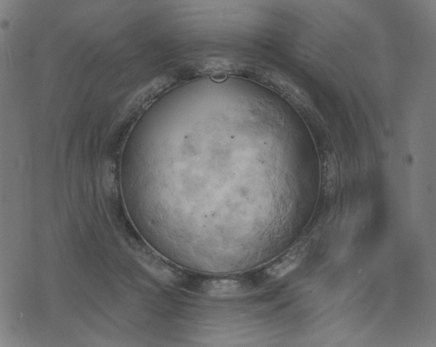 X0000076240361200610051201