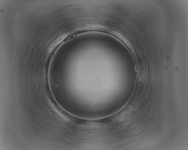 X0000076240437200610051159
