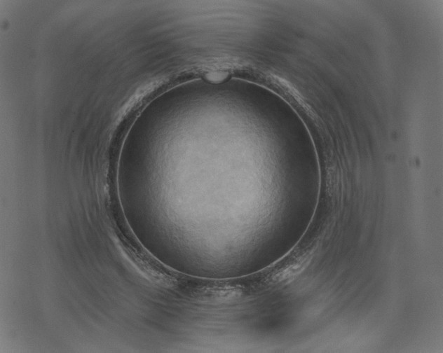 X0000076240443200610051159