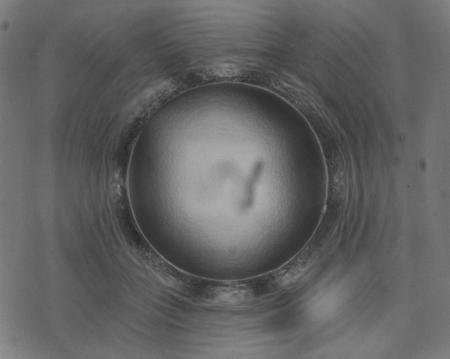 X0000076240555200610051158
