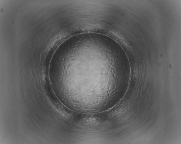 X0000076240687200610051155