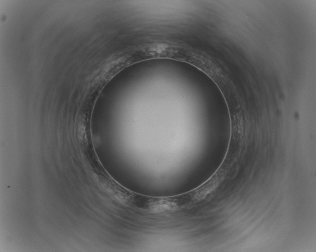 X0000076240754200610051155
