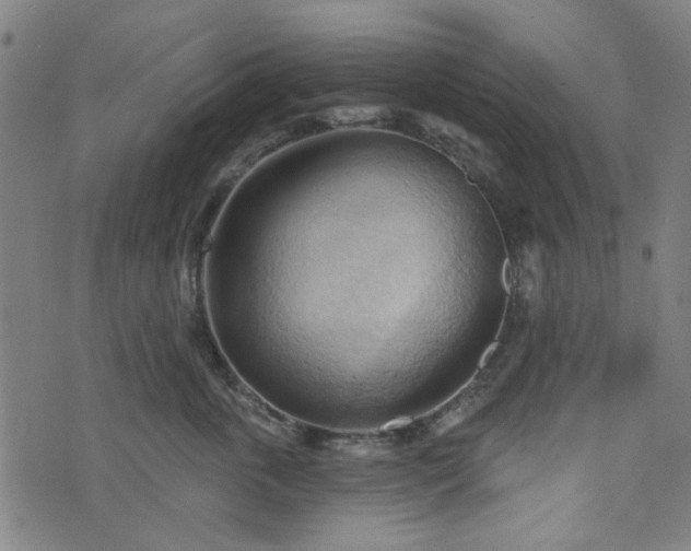 X0000076240763200610051155