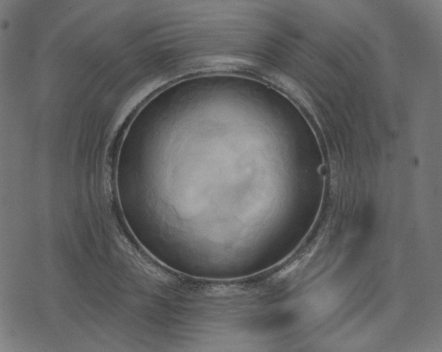 X0000076240835200610051153