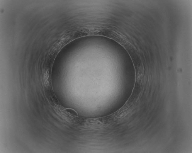X0000076240866200610051153