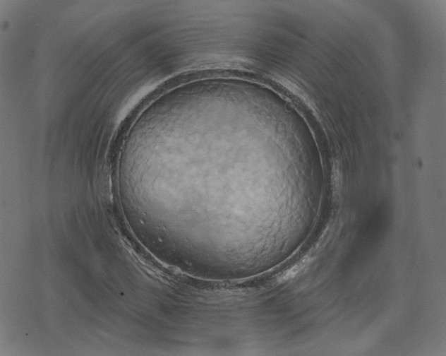 X0000076240925200610051151
