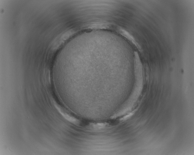 X0000076240205200610122149