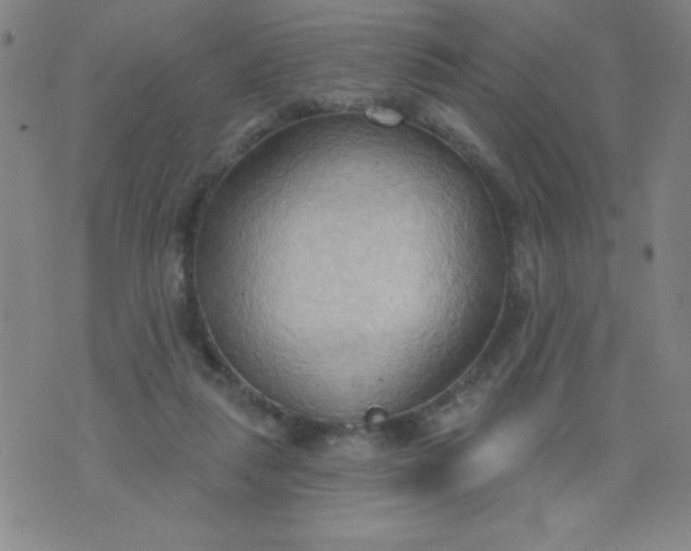 X0000076240259200610122147