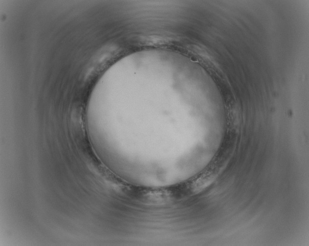 X0000076240415200610122145