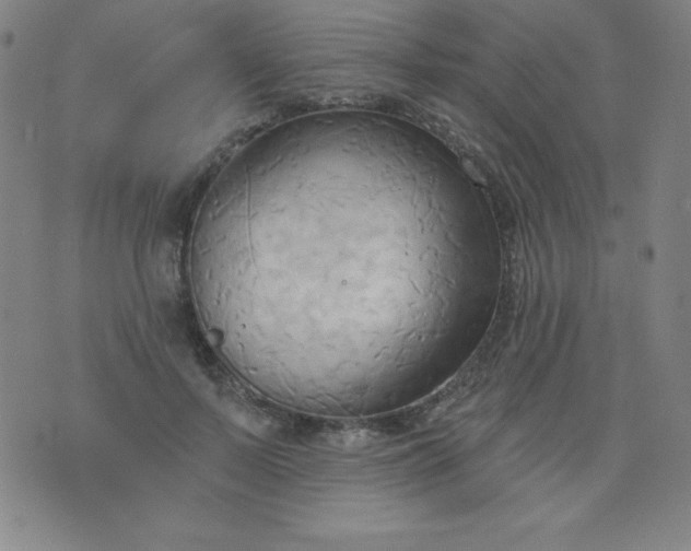 X0000076240695200610122141