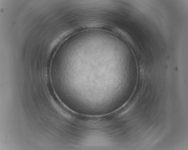 X0000076240725200610122139