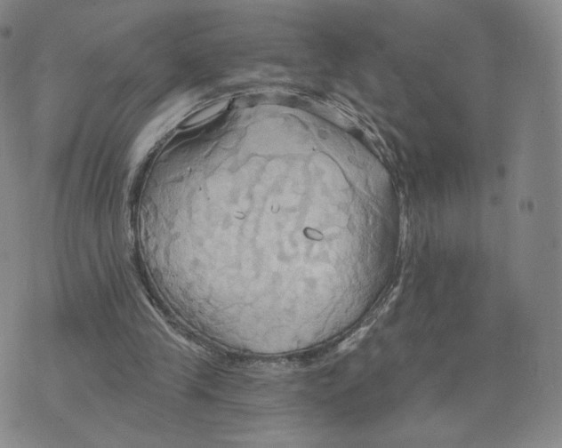 X0000076240245200610191630