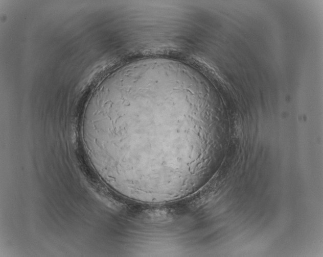 X0000076240687200610191624