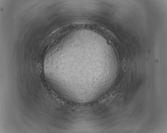 X0000076240821200610191621