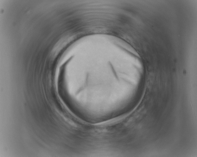 X0000076240194200610261924