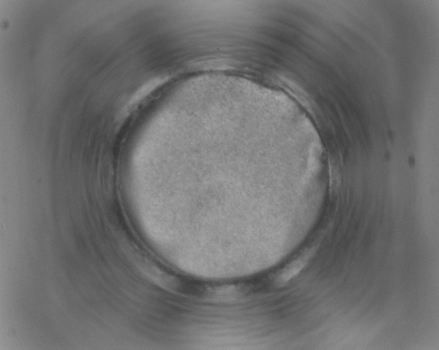 X0000076240301200610261922