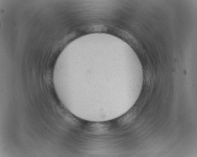 X0000076240326200610261922