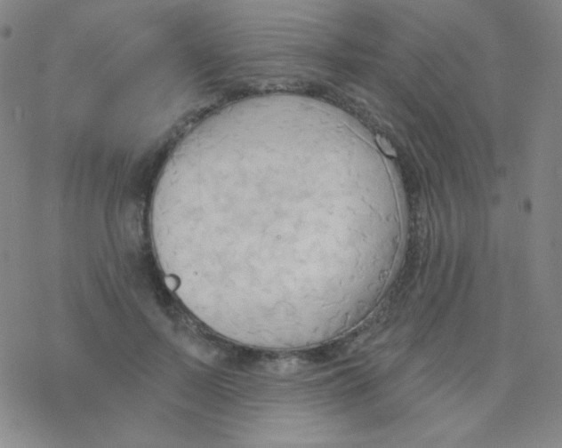 X0000076240695200610261916