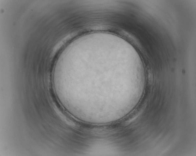 X0000076240725200610261914