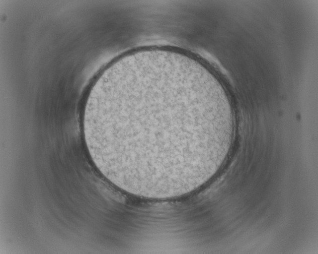 X0000076241167200610261908