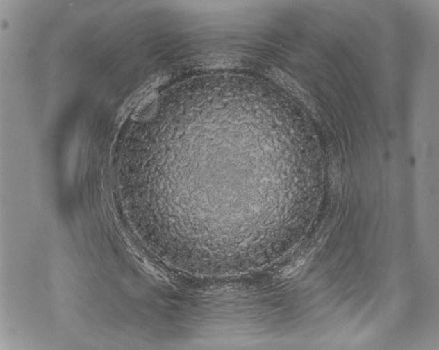 X0000076250721200609281138