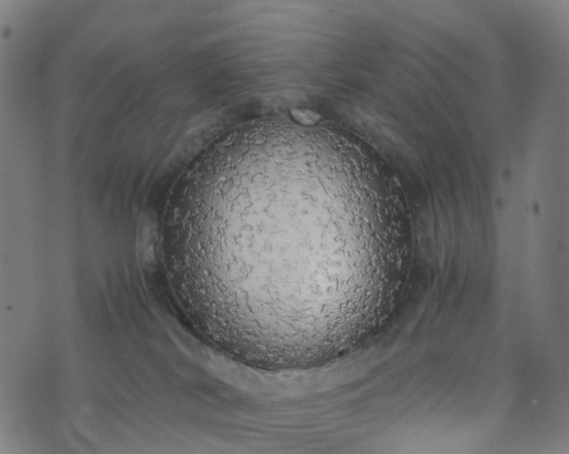 X0000076250038200610051231