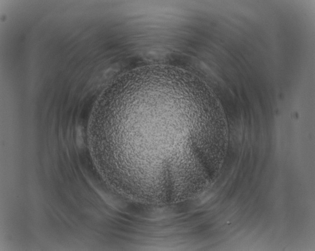X0000076250130200610051230