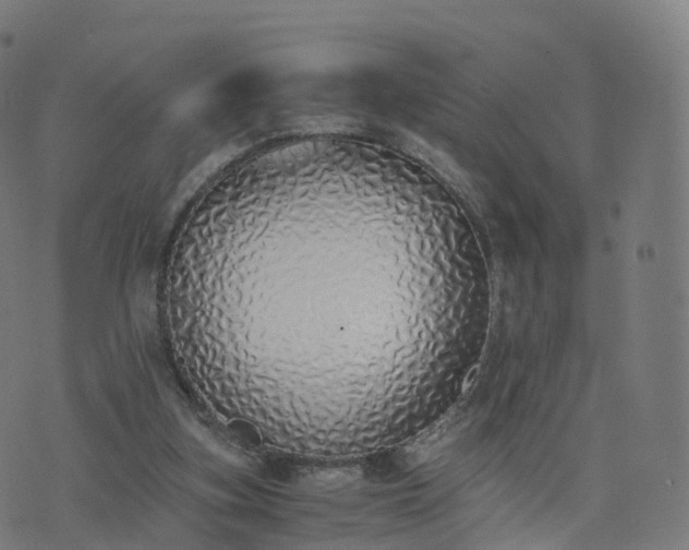 X0000076250155200610051229