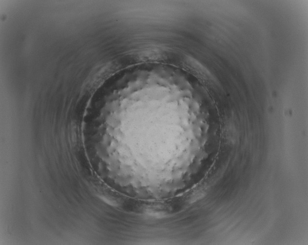 X0000076250169200610051229