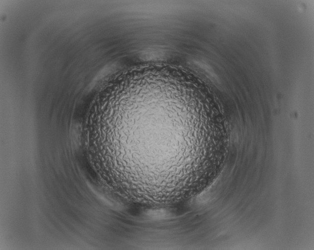 X0000076250171200610051229