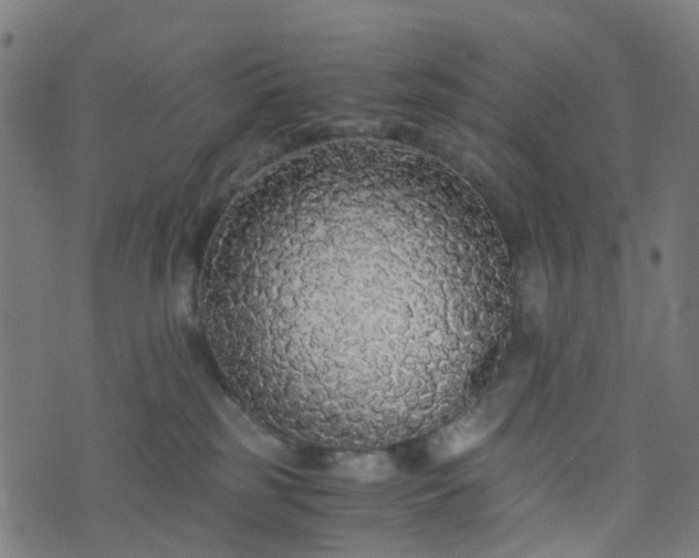 X0000076250185200610051229