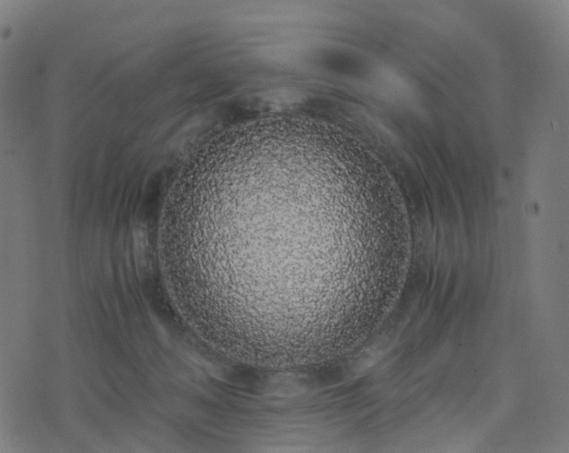X0000076250222200610051228