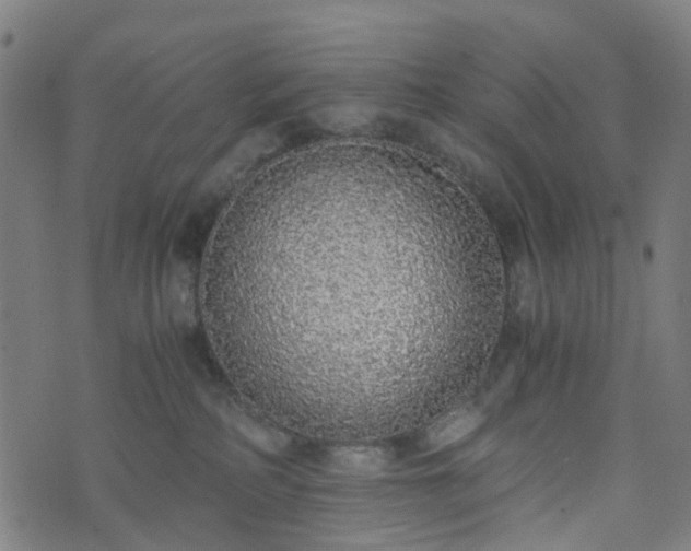 X0000076250234200610051228