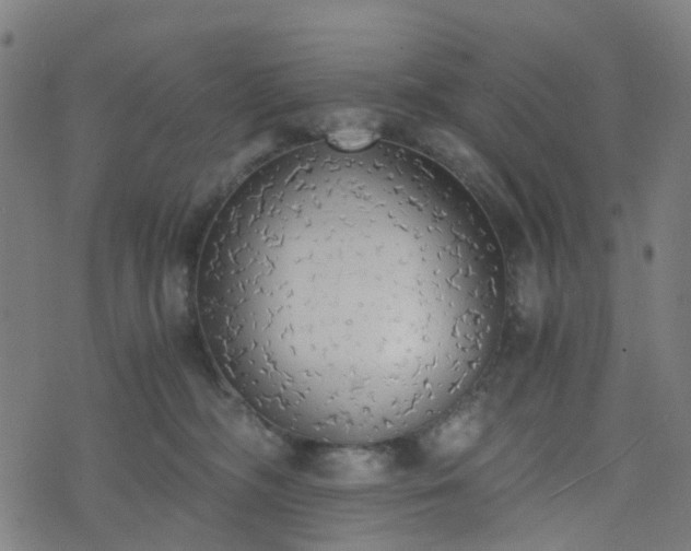 X0000076250326200610051227